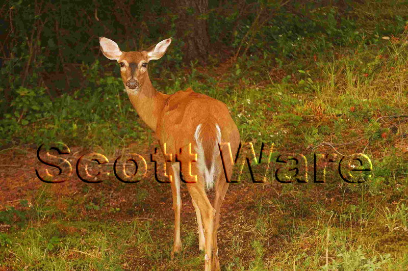 Doe
