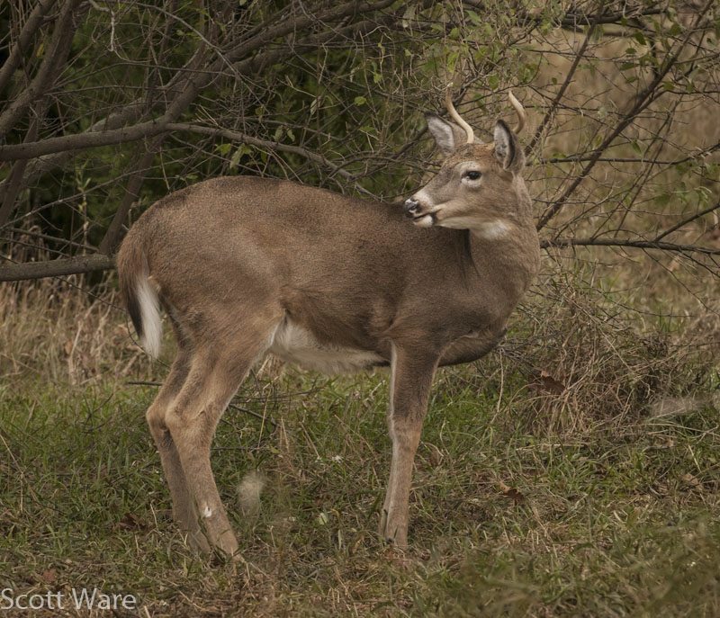 Spike Buck