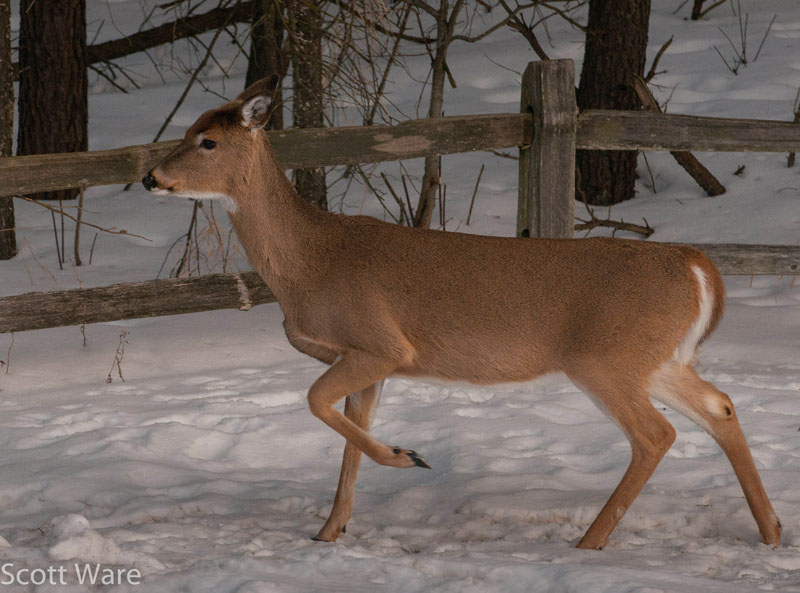 Doe