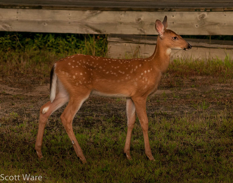 Fawn