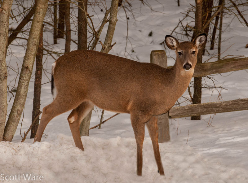 Doe