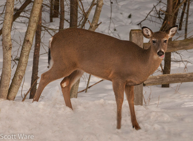 Doe