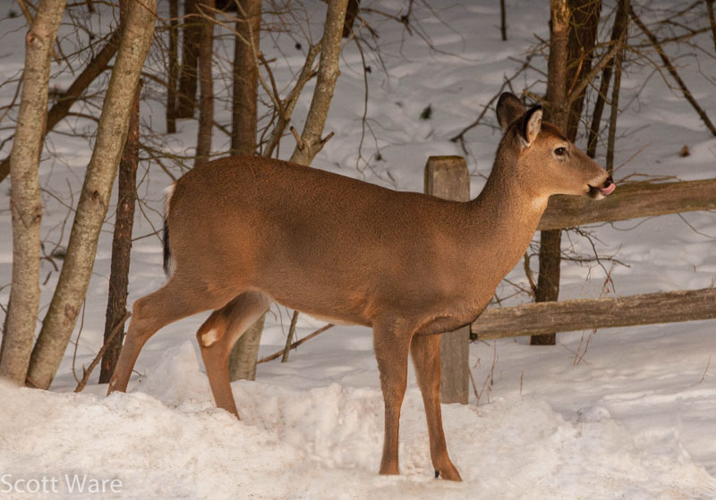 Doe