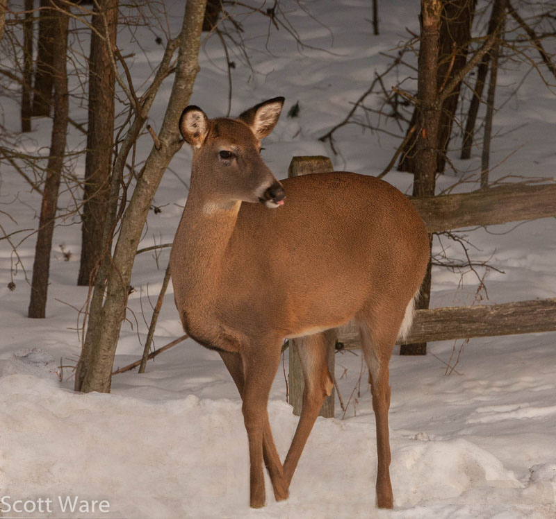 Doe