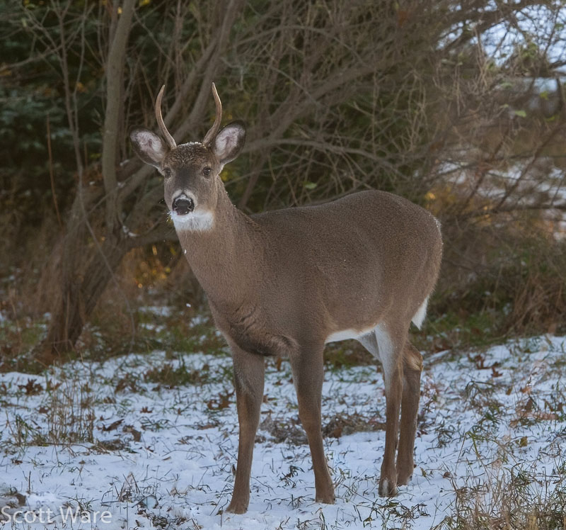 Spike buck