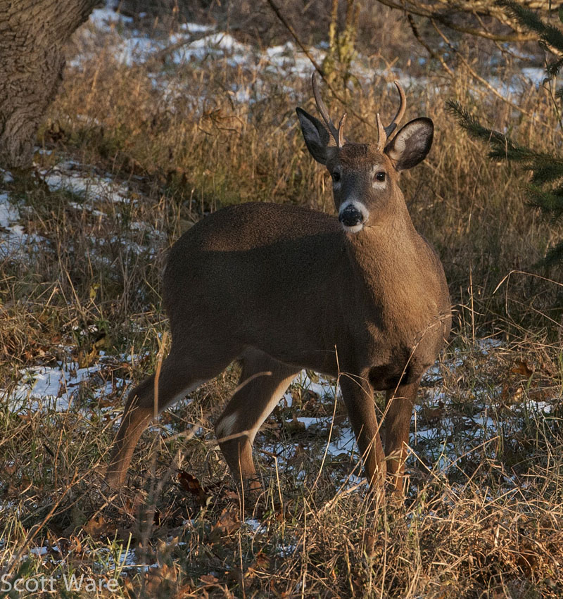 Small buck chasing does