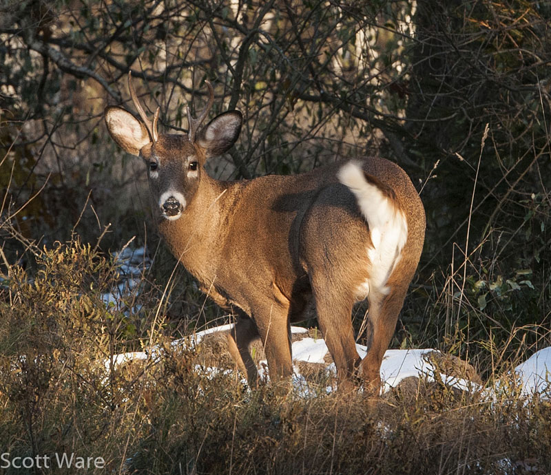 4 Point
