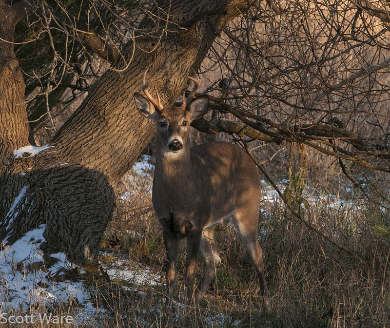 Small buck chasing does