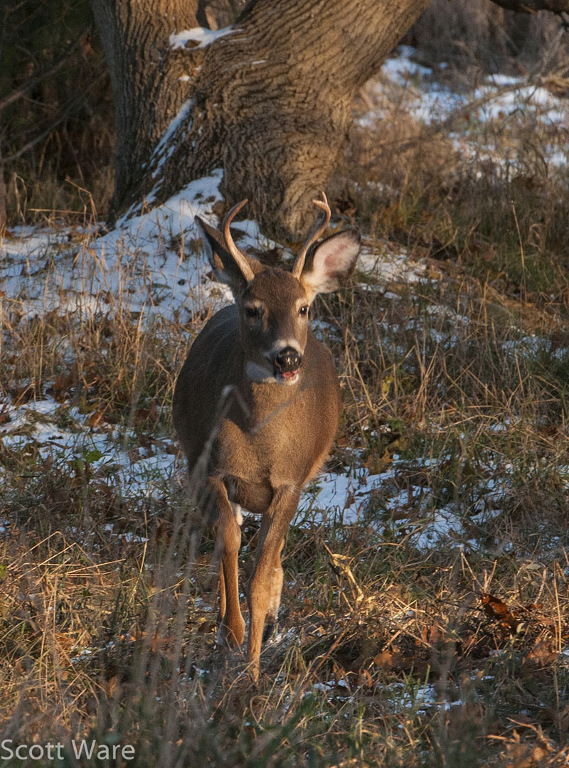 Nice 4 point buck chasing does