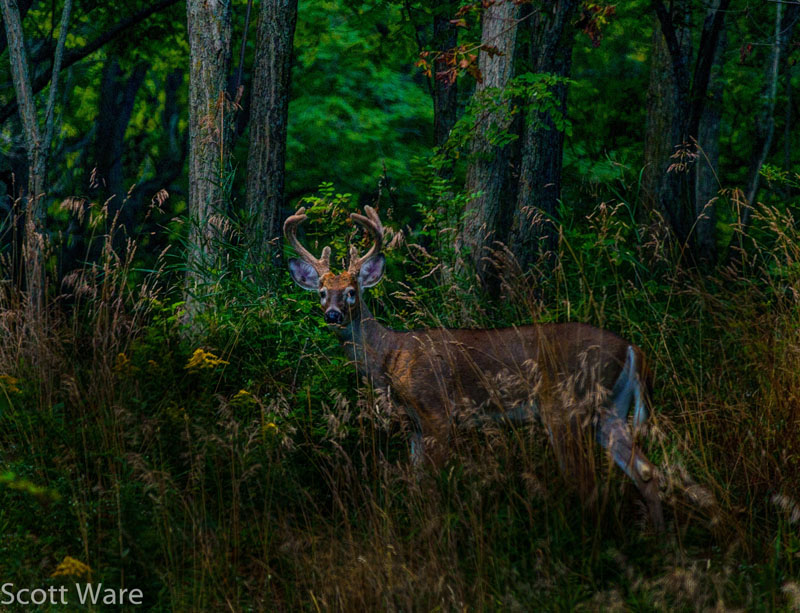 8 Point Buck