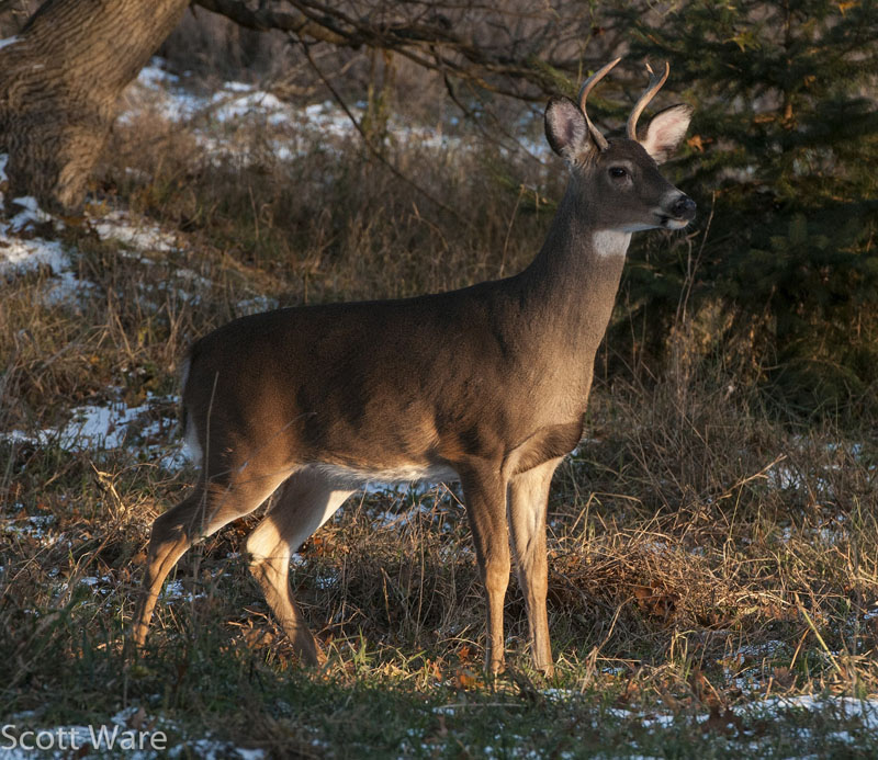 Four Point