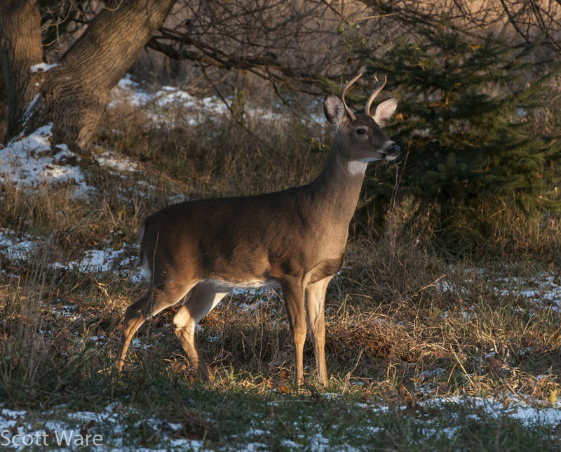 Deer