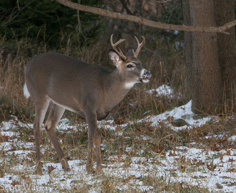 8 Point Buck