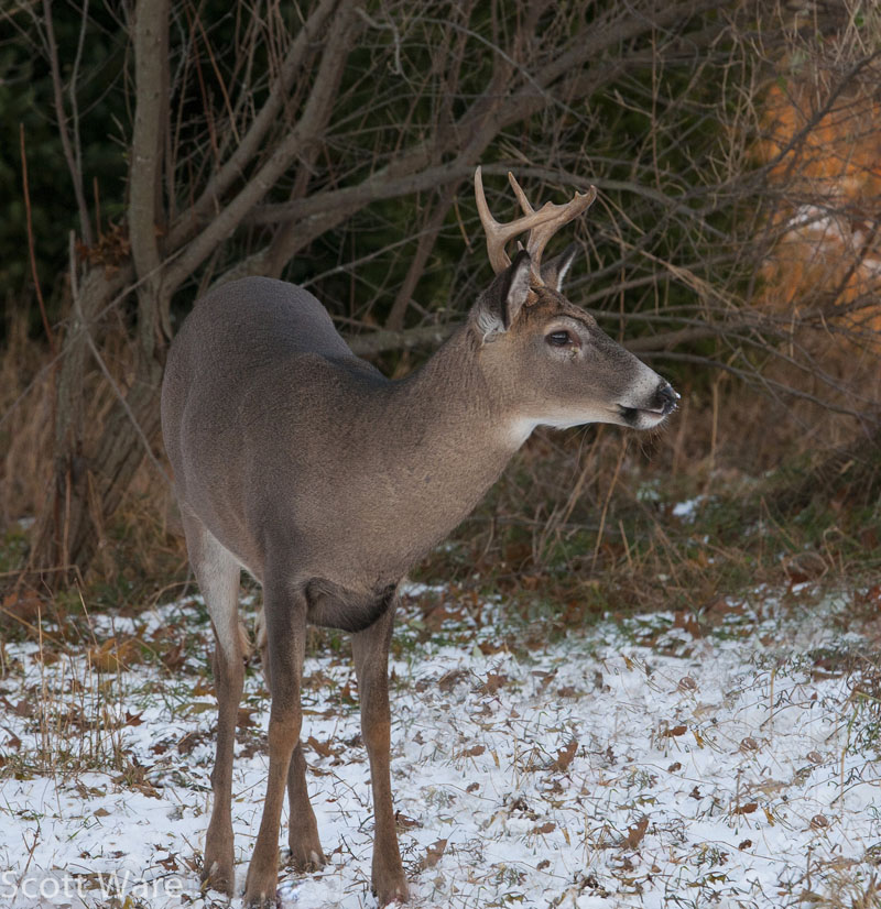 8 Point Buck