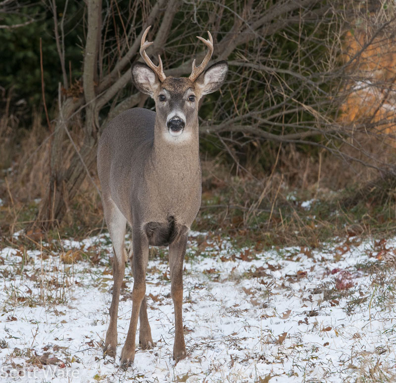 8 Point Buck
