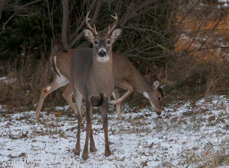 6 Point Buck
