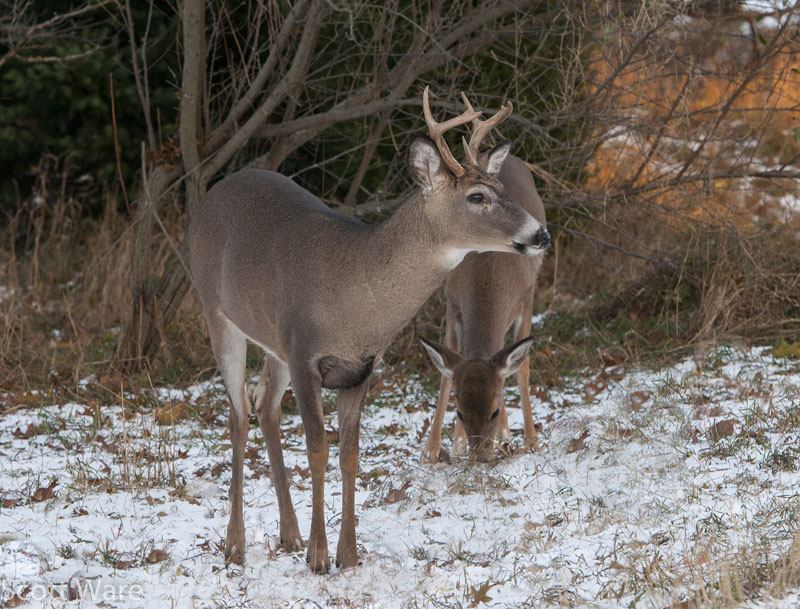 Small 8 point buck