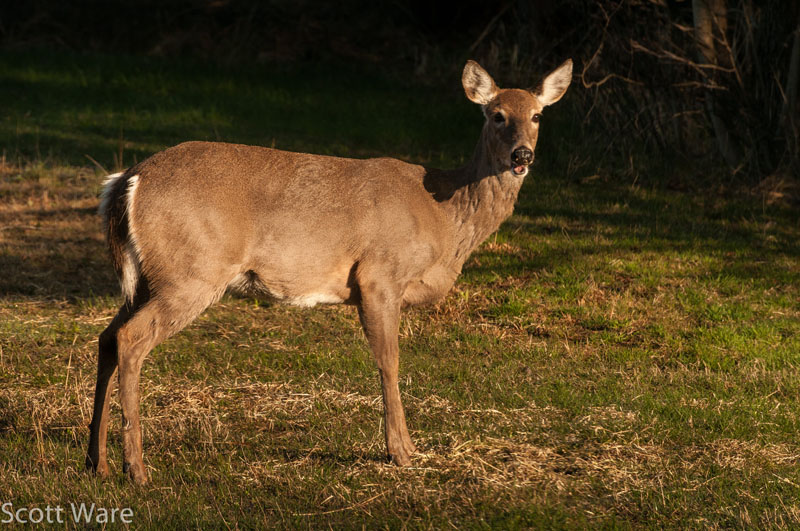 Doe