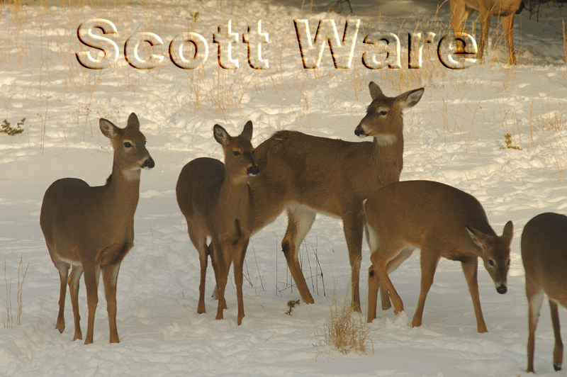Deer