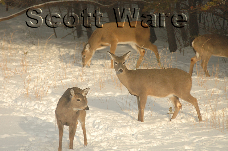 Deer