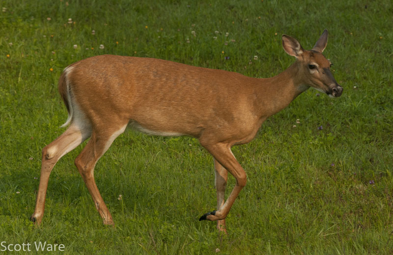 Spike Buck