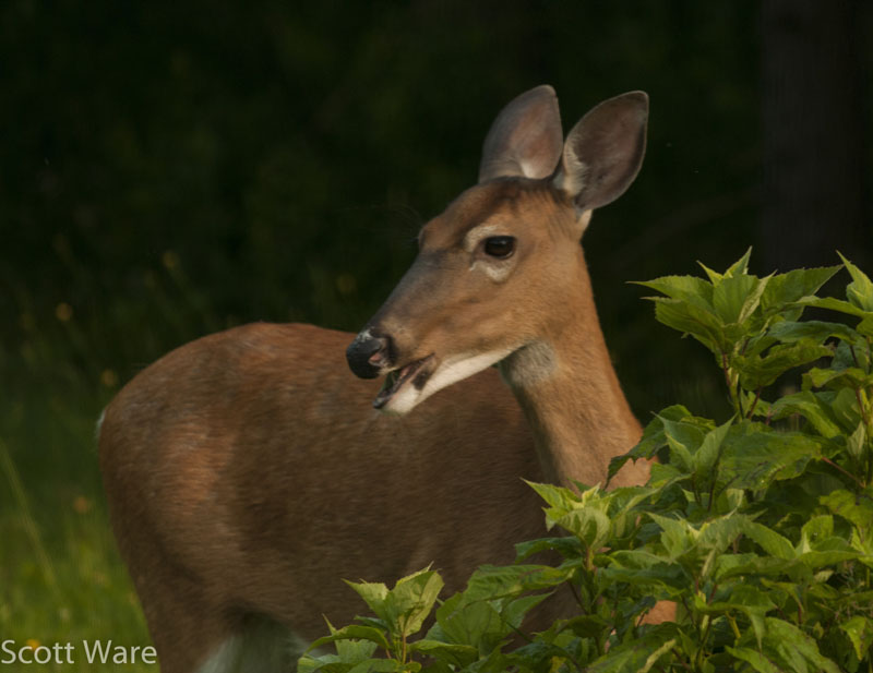 Doe