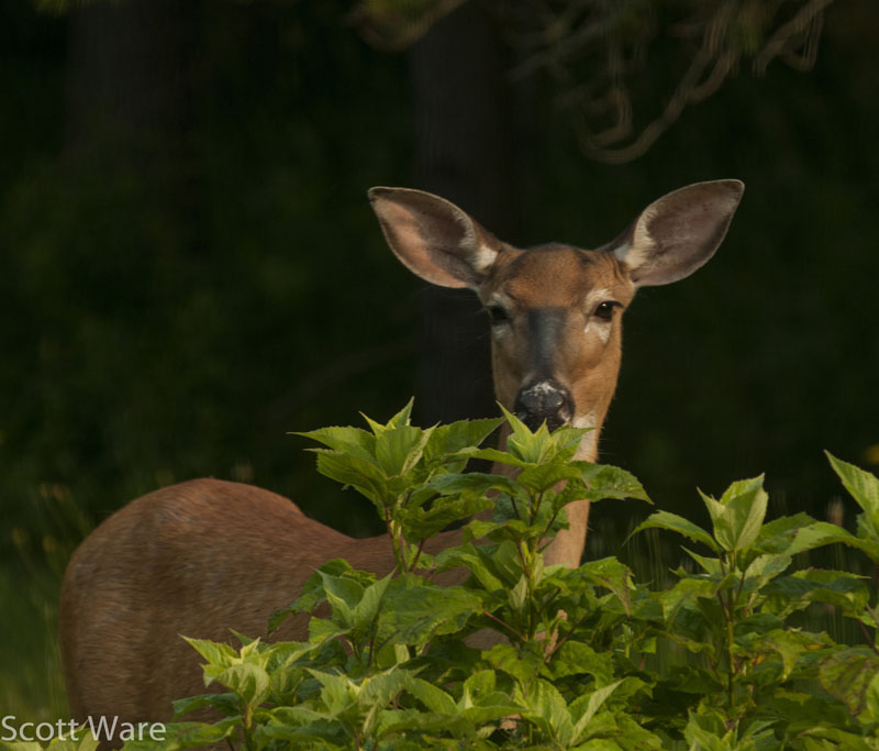 Doe feeding