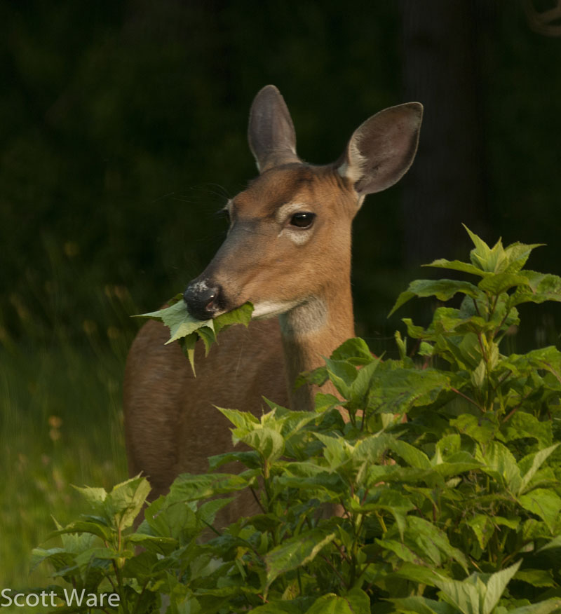 Doe feeding