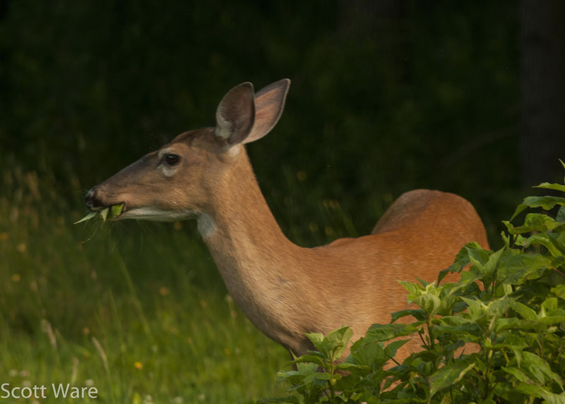 Doe feeding