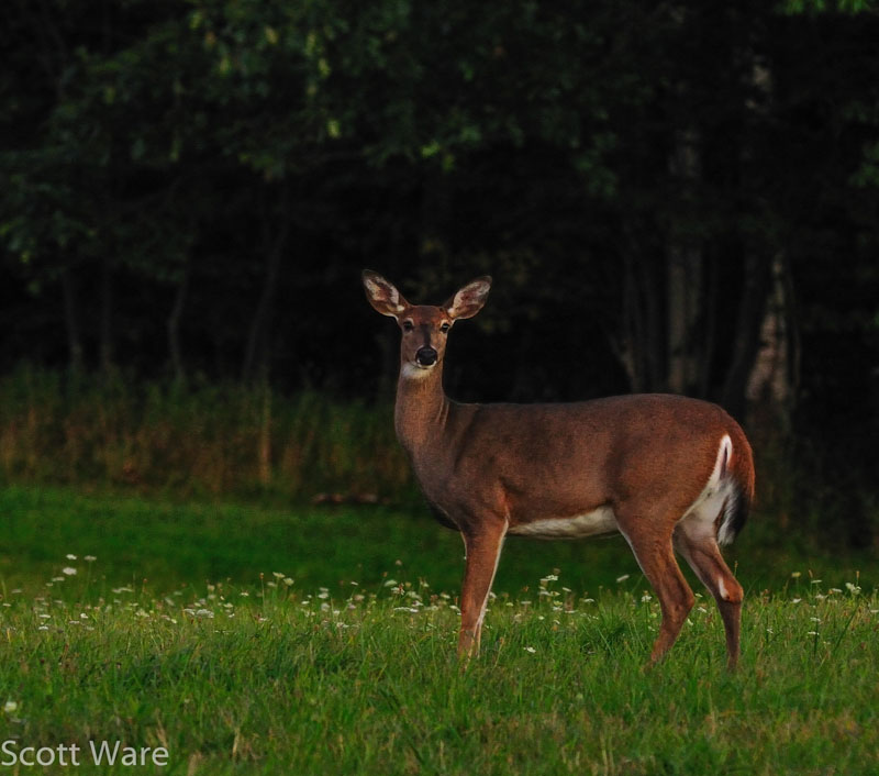 Doe