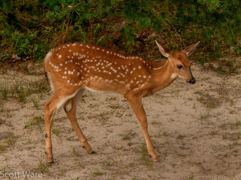 Buck in velvet