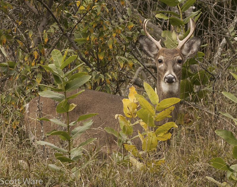7 Point Buck