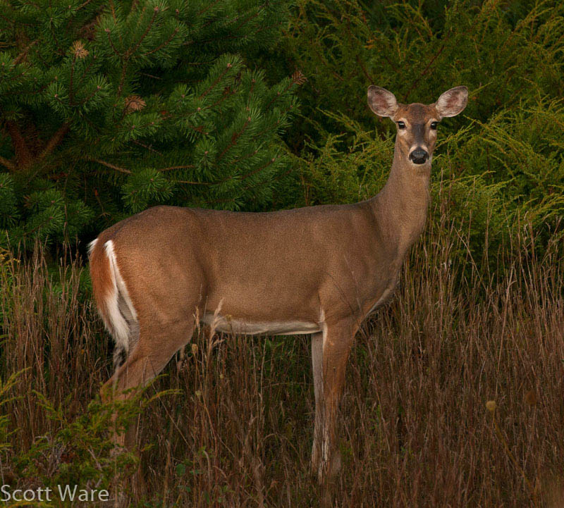 Doe