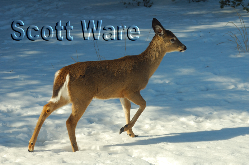 Yearling Doe