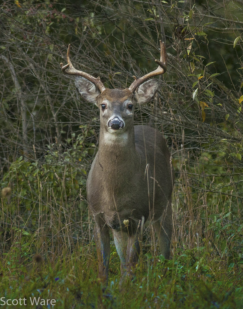 8 Point Buck