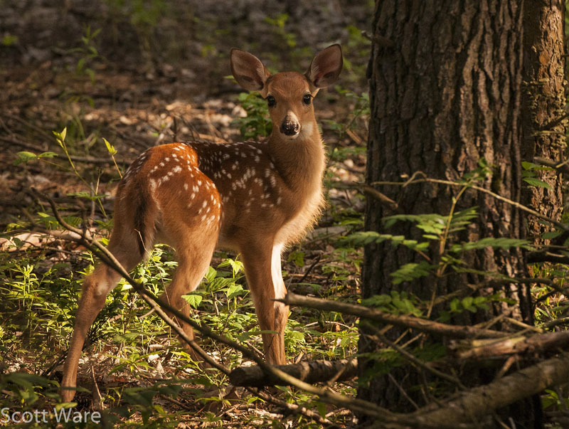 Fawn