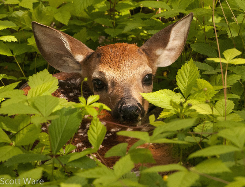 Fawn