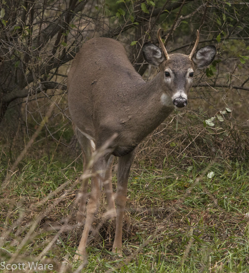 Spike Buck