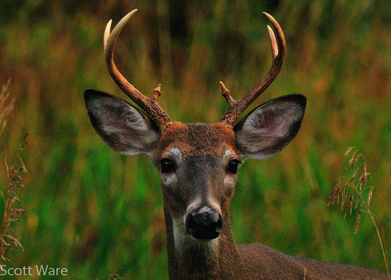 6 Point Buck