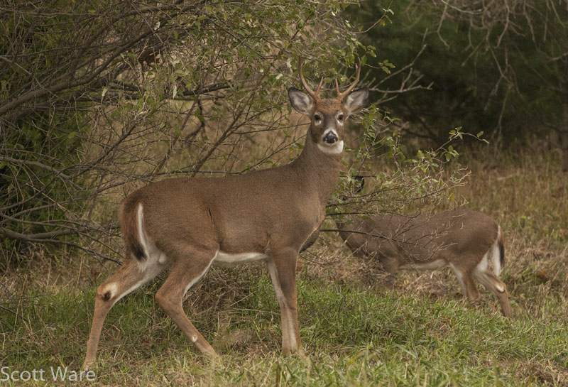 6 Point Buck