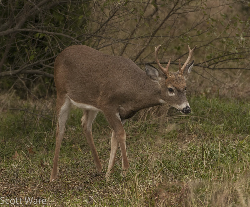 6 Point Buck