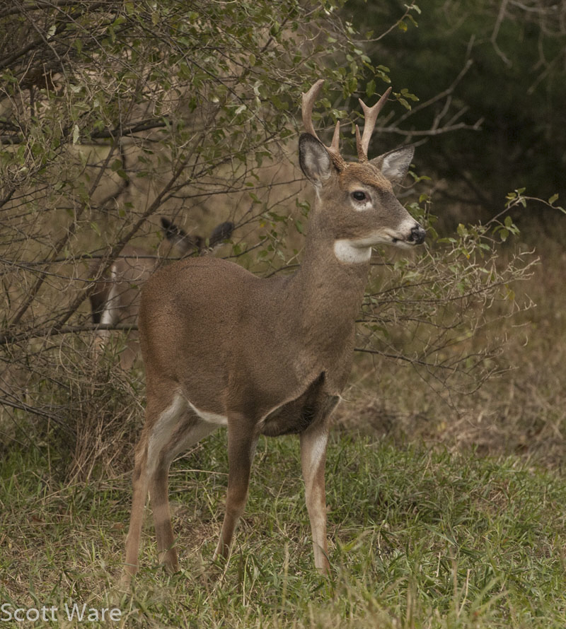 6 Point Buck