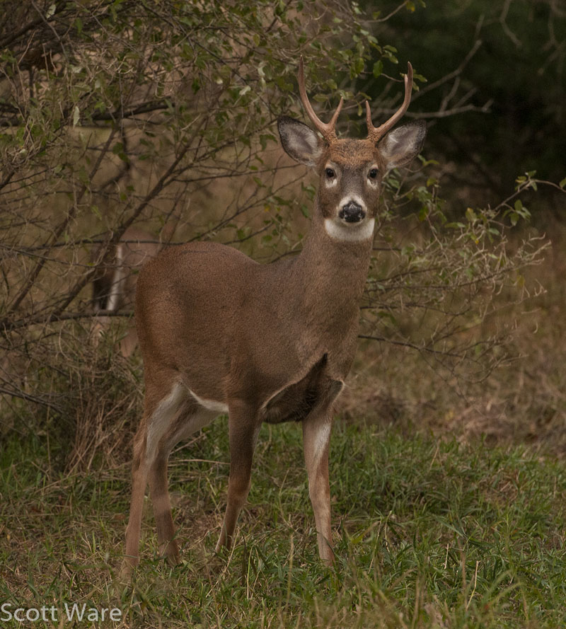 6 Point Buck