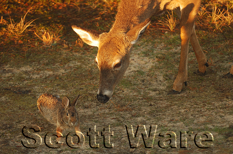 Doe and Rabbit