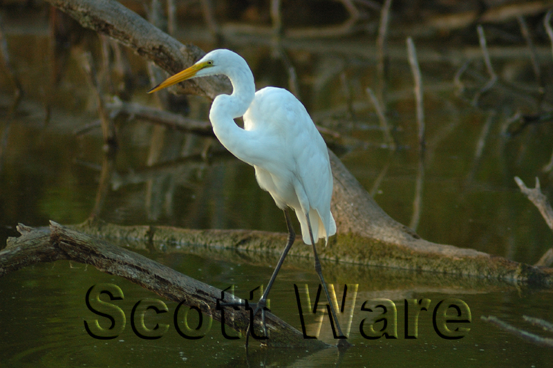 Great Egret