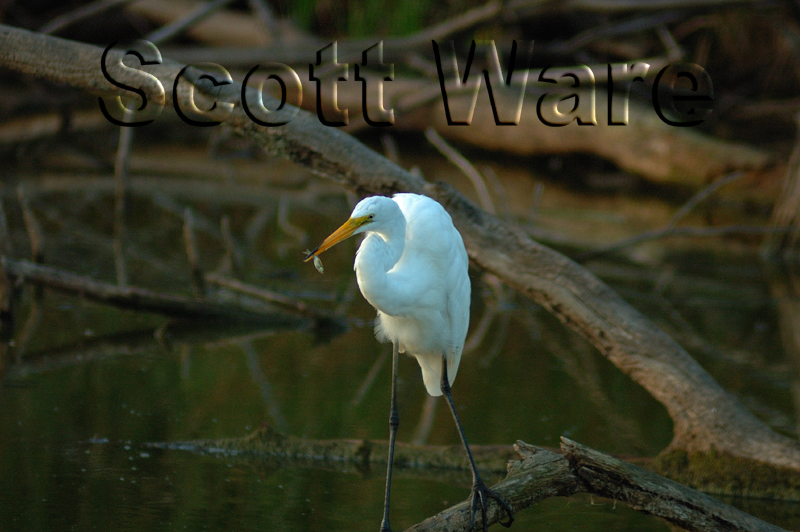Great Egret