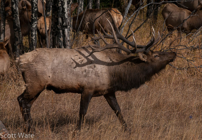 Elk