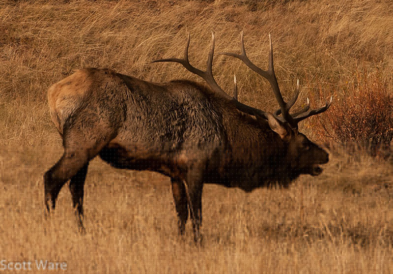 Elk