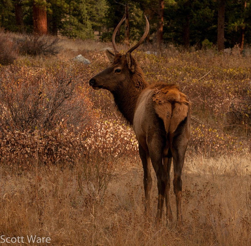Elk