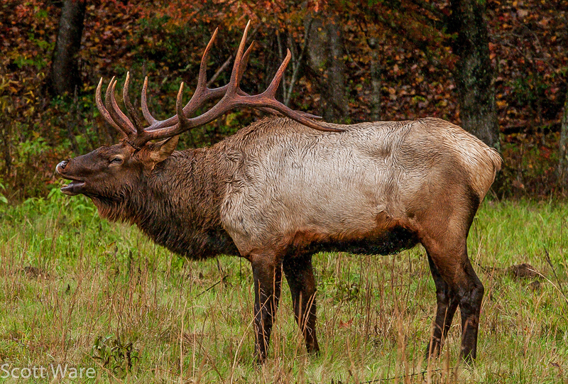 Elk
